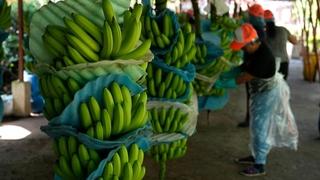 U Kolumbiji pronađeno 2,6 tona kokaina: Bio skriven u paketima banana, spominje se balkanski kartel