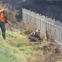 "Avaz" na licu mjesta: U mjestu Barice povrijeđen medvjed, ostao bez noge, u toku akcija spašavanja!