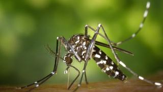 Ljetni vodič: Kako se najučinkovitije zaštititi od komaraca i uživati na otvorenom
