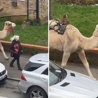 Scena iz Londona obišla svijet: Žena prošetala kamilu na povocu
