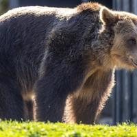 Žena (31) u Slovačkoj preminula dok je bježala od medvjeda u šumi