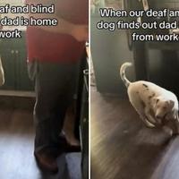 Reakcija gluhog i slijepog psa razniješila mnoge: Nanjuši vlasnika kada dođe kući 