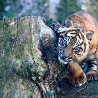 Mladunče sumatranskog tigra posebna atrakcija Zoološkog vrta u Rimu: Ženka Kala nikoga ne ostavlja ravnodušnim