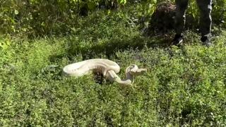 Djevojku ujela zmija dok je bila u prirodi: Hospitalizovana u UKC Niš zbog otoka