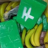 U pošiljci banana iz Ekvadora našli dvije tone kokaina