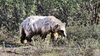 Grizli ubio kanadski par i njihovog psa u nacionalnom parku