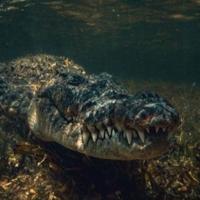 Najzagađenija rijeka: Kako krokodili uspijevaju živjeti u njoj