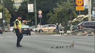 Fotografija dana: Policajac zaustavio saobraćaj kako bi patke prošle