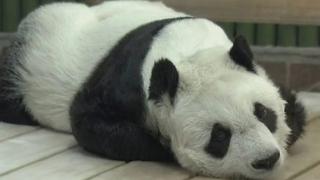 Uginula najstarija japanska panda "Tan Tan"
