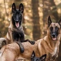 Tražite psa čuvara: Ovo su neke od najboljih pasmina