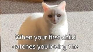 Reakcija mačke koja je ugledala vlasnicu kako mazi novog ljubimca je hit