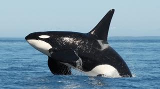 Zla sudbina orke koja je progutala sedam cijelih morskih vidri