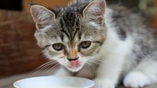 Smiju li mačke piti kravlje mlijeko: Evo šta kažu veterinari