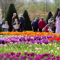Otvoren najveći vrt tulipana na svijetu