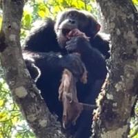 Alfa čimpanza krade orlov obrok prilikom “neobičnog i uzbudljivog” šumskog okršaja
