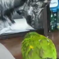 Urnebesno: Vlasnici se plašili kako će pas reagirati na papigu, ali desilo se iznenađenje