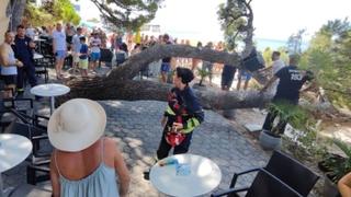 Srušilo se stablo na plaži u Baškoj Vodi, četvero povrijeđeno