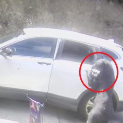 Video / Medvjed u potrazi za hranom otvorio vrata i ušao u automobil