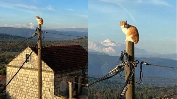 Mačka u Dubrovniku - Avaz