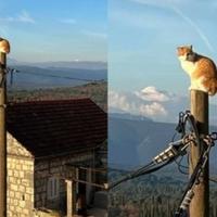 Ova mačka u Dubrovniku imala je najluđi doček Nove godine