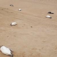 Video / Oko 2.000 mrtvih pingvina pronađeno na obalama Urugvaja 