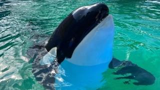 Uginula orka Lolita, pola vijeka provela u zarobljeništvu