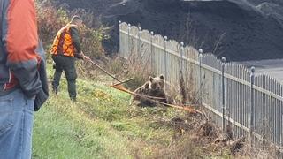 "Avaz" na licu mjesta: U mjestu Barice povrijeđen medvjed, ostao bez noge, u toku akcija spašavanja!