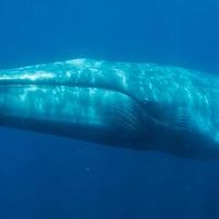 Najveće životinje na Zemlji se vraćaju: Plavi kitovi ponovo u tropskom utočištu