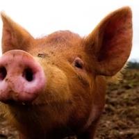 Svinja ubila mesara u klaonici u Kini