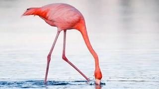 Fosilizirano jaje flaminga staro do 12.000 godina pronađeno prvi put u SAD