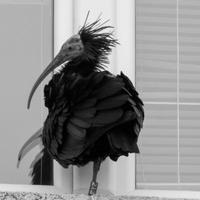 Ćelavi ibis, jedna od najrjeđih ptica na svijetu, pronađena mrtva u dolini Neretve