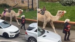 Scena iz Londona obišla svijet: Žena prošetala kamilu na povocu