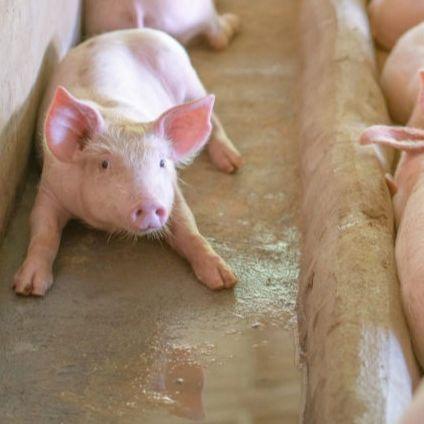 U Brčko distriktu svaki dan sve više zaraženih životinja, eutanazirane 1.102 svinje