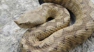 Zbog ugriza zmije otrovnice hospitalizirana tri pacijenta u Mostaru