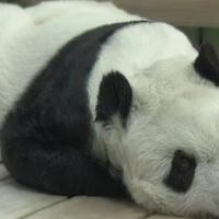 Uginula najstarija japanska panda "Tan Tan"