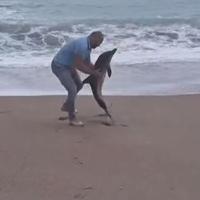 More izbacilo mladunče delfina na plažu u Crnoj Gori: Muškarac ga spasio