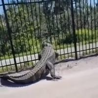 Nevjerovatan snimak: Krokodil na Floridi prošao kroz metalnu ogradu 