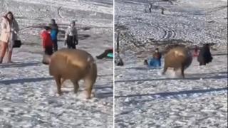 Ogromna svinja iznenadila skijaše na Zlatiboru, a djeca vikala: Pepa Prase