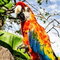 "Svjedočenje" papagaja o ubistvu poslalo optužene na doživotnu robiju