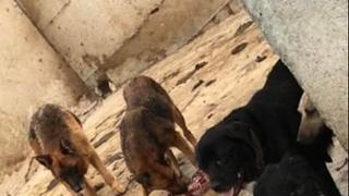 Stravični prizori zlostavljanih i zanemarenih životnija: Psi jeli jedni druge u skloništu