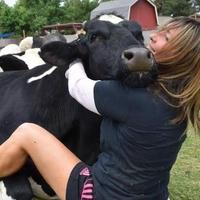 Engleski uzgajivači protiv stresa nude druženje s kravama
