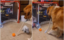 Pas igra hokej