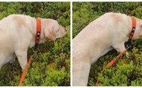 Pas obožava borovnice